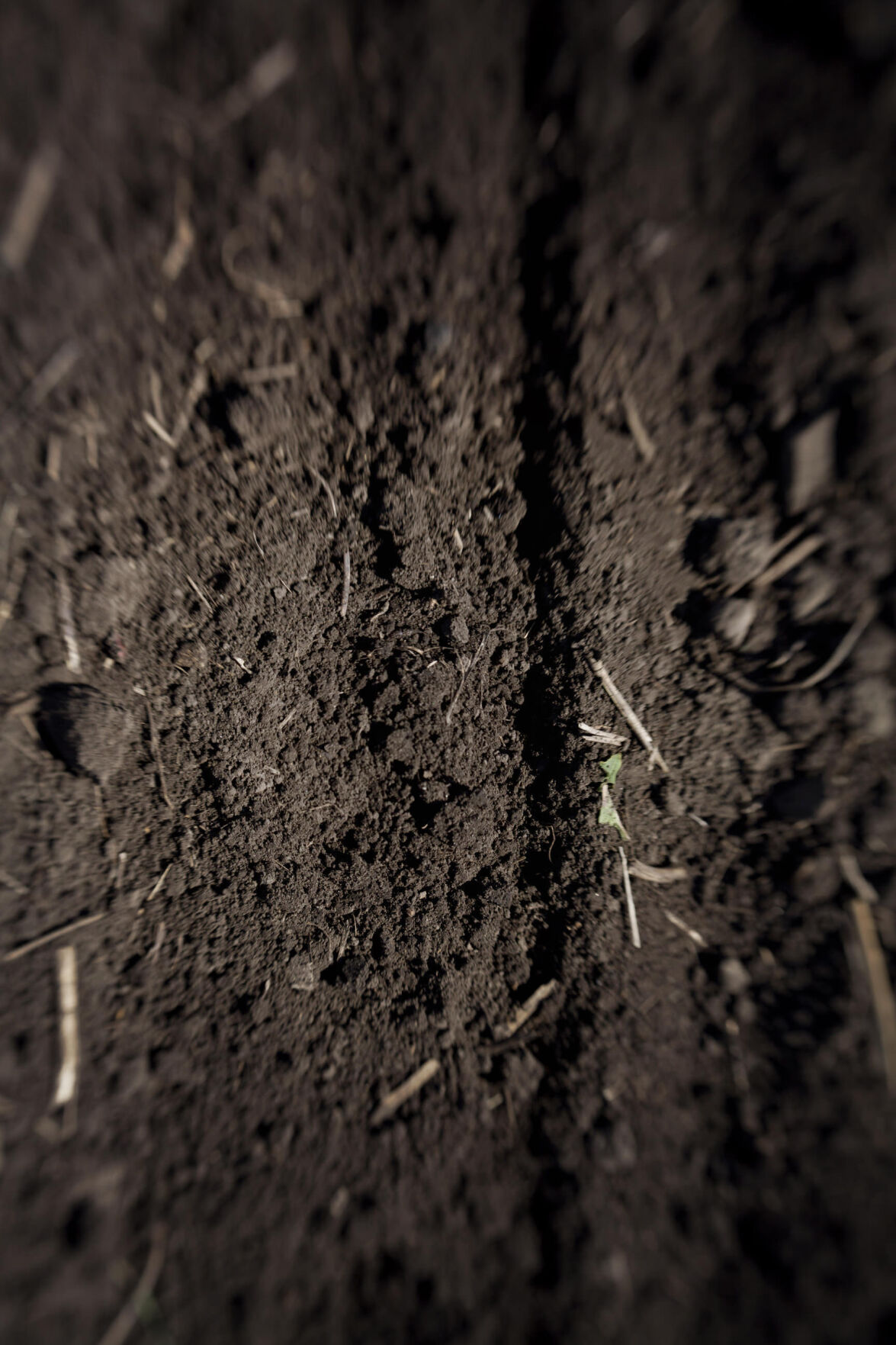 Planting Strategies 2.jpg
